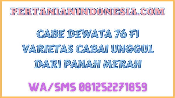 Cabe Dewata 76 F1 Varietas Cabai Unggul Dari Panah Merah